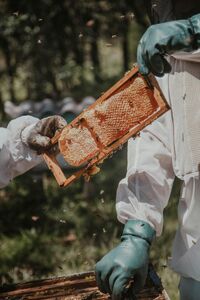 Honey Earths Natural Medicine 