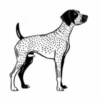 Black and White German Shorthair Pointers
