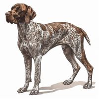 Brown and White German Shorthaired Pointers