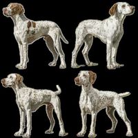 Groups of Four Butterscotch and Violet German Shorthair Pointer Dogs