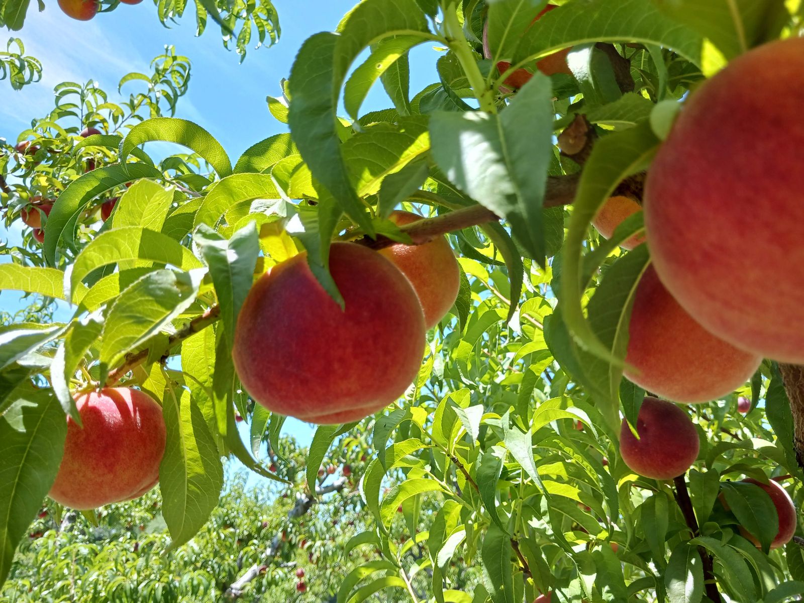 Frequently Asked Questions (FAQ) | Colorado Fresh Fruit Co.