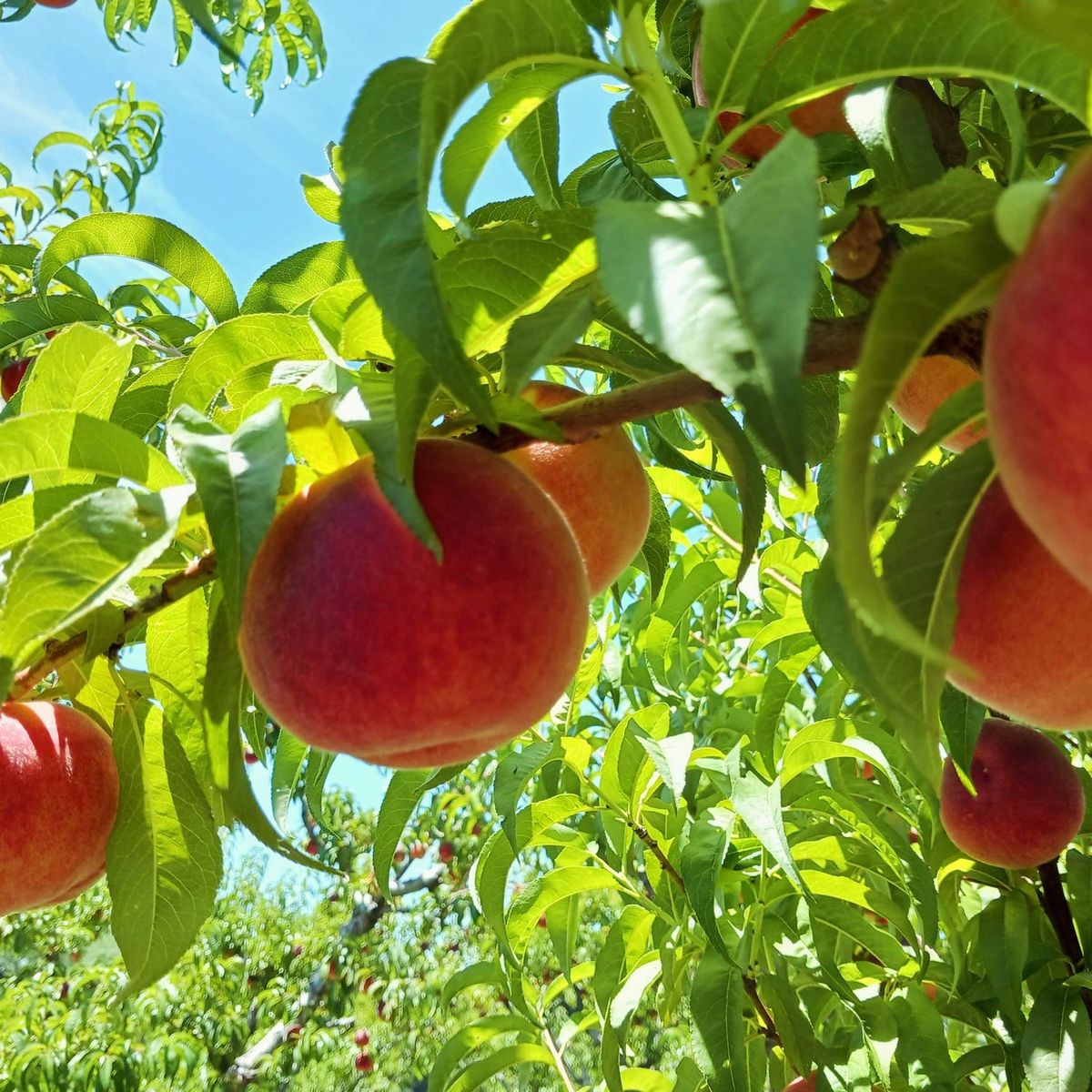 2026 Palisade Peach Updates | Colorado Fresh Fruit Co.