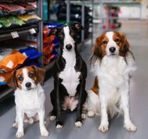 Why Shopping Local Matters: How Local Serves Local