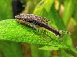 <p>Otocinclus Catfish</p>
