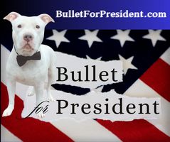 Bullet For President