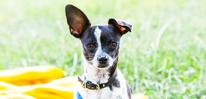 Summer Safety Tips for Pets: How to Keep Your Furry Friends Safe and Comfortable