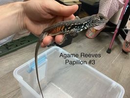 Agame de Reeve's Papillon