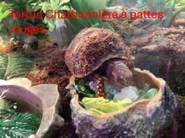 Tortue Charbonnière à pattes rouges