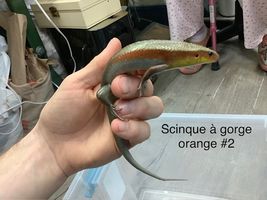 Scinque à Gorge Orange (Eutropis multifasciata)