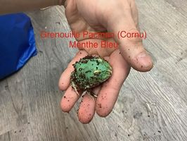 Grenouille Pacman