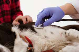 <p>¿Qué es la cardiología veterinaria y por qué es importante para tu mascota?</p>