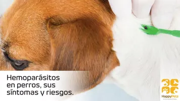 Hemoparásitos en perros y sus riesgos