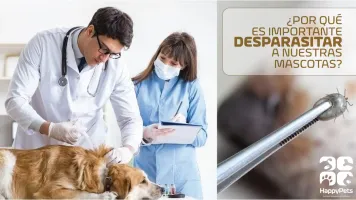 ¿Cómo identificar que un perro necesita desparasitarse?