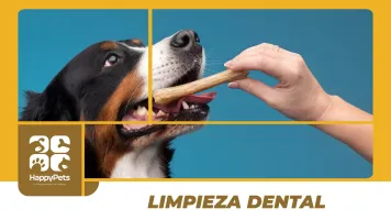 La limpieza dental en las mascotas