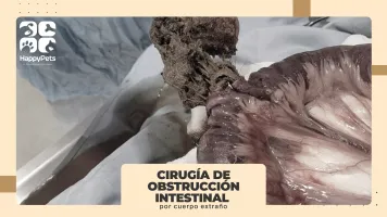 Cirugía de un canino adulto con obstrucción intestinal por cuerpo extraño