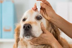 ¿Qué es la oftalmología veterinaria y por qué es importante para tu mascota?