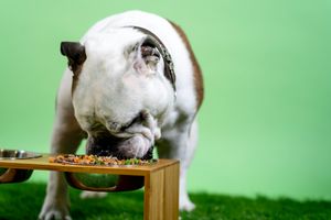 Why Natural Pet Food Is the Best Investment for Your Pet's Health