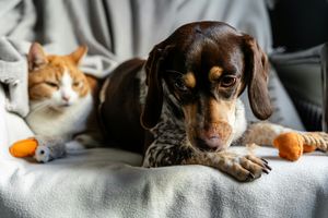 <p>Natural Pet Supplements: What Actually Works</p>