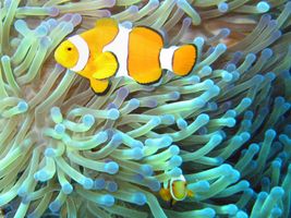 Clown Fish: The Reef's Favorite Roommate
