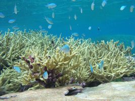 Choosing Your First Reef Fish