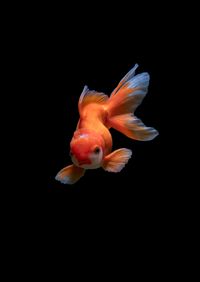 Koi 101: Stocking Your First Pond.