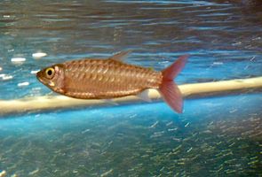 Pink Tail Chalceus: Fast, Silver, and Easy to Startle