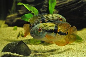 Aequidens Diadema: A Calm-Tempered South American Cichlid
