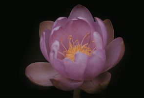 Water Lilies and Marginals for Beginners