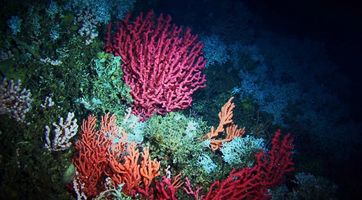 Coral Frags 101: LPS vs. SPS vs. Soft Coral