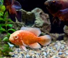 Oscar Fish: The Amazon's Most Intelligent "Wet Pet"