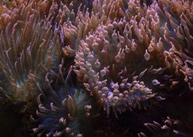 Anemones: A Reef Tank's Living Centerpiece