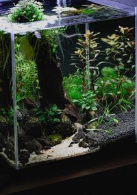 Low-Light Aquarium Plants That Actually Survive