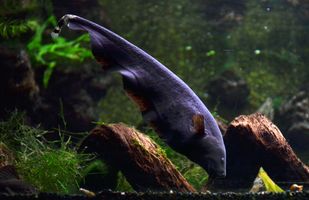 Black Ghost Knifefish: The Aquarium’s Nighttime Navigator