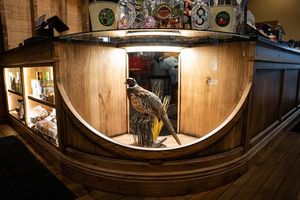 Stuffed pheasant in display case