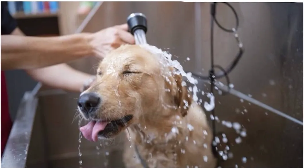 Golden retriever dog being washed in a self-service dog wash station with water spraying and the dog looking happy and relaxed. No human faces or identifiable people should be visible.