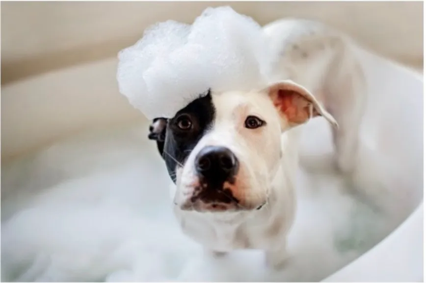 Adjustable height dog washing tub with controls to raise and lower the station for pet owner convenience. No human shapes or faces should be included.