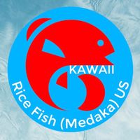 Kawaii Rice Fish (Medaka) US