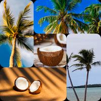 #TheCoconutlyfe, LLC