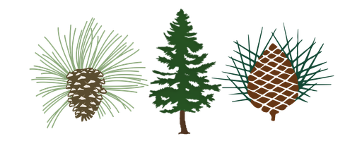 Pine Needles, Mid Pines, Southern Pines
