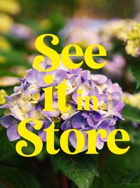 Perennials in Lansing, Michigan