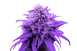 What Is Cannabis Awareness Month?