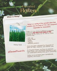 Cannabis Terminology Explained