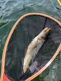 ROSS Lake Fishing report