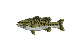 Living Waters Fly Fishing