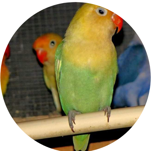 lovebirds-for-sale