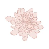 Mums & Garters by Lillian O'Reilly