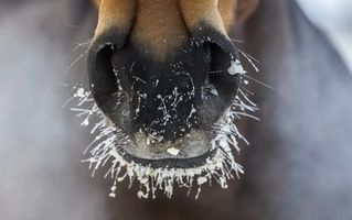 Caring for Our Horses in February's Virginia Weather