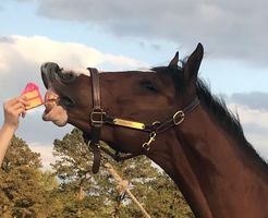 Why Tack and Habit Shoppe?