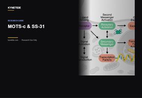 MOTS-c & SS-31: Top Mitochondrial Peptides for 2026 Longevity Research