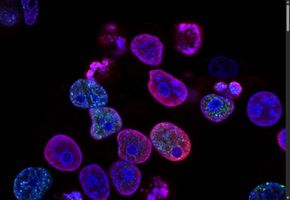 New Peptide Mechanism Discovered That Could Calm Runaway Inflammation in Allergic Asthma